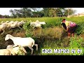 LAGU ASIK DIMANA ANAK KAMBING SAYA - COVER