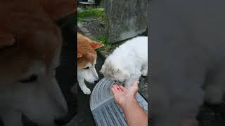 🐕 柴犬 コタロー お友達 仲良し猫 ペルちゃん おやつ一緒に食べると美味しいね😋