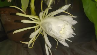 How to care Night Queen / Brambha kamal/ নিশি পদ্ম/ epiphyllum oxypetalum plant....