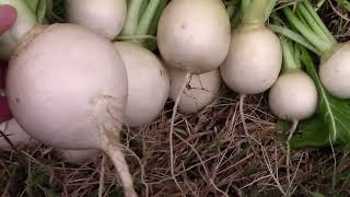 Tokinashi Turnip Harvest - Grown In A 10 Gallon Grow Bag