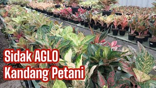 Mantab Kandang Utama Petani Magelang