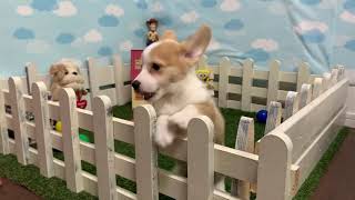 コーギー　子犬　あなたへGOODBOYを