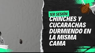 ¿Las chinches y cucarachas pueden convivir en la misma cama?