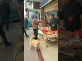 customer steals meat from dog顧客搶走狗買的肉