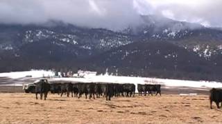 Highview Angus Ranch - Bulls