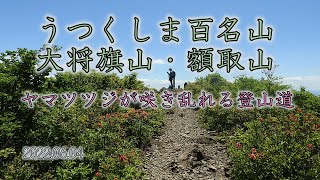 【うつくしま百名山】大将旗山・額取山＊ヤマツツジ咲き乱れる山歩道＊2022.06.04