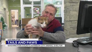 These cute furry friends are looking for a forever home