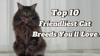 Top 10 Friendliest Cat Breeds You’ll Love.