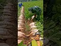 মুলার দাম কত⁉️🤔 agriculture shortsfeed experiment