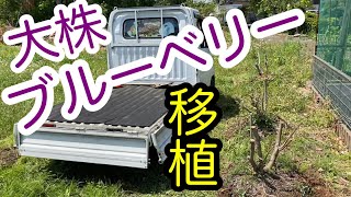 【兄弟で作業】息もピッタリ。売却予定地  台切りしてあったブルーベリーを移植します！