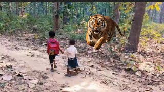 Bengal tiger Attack vs Babu in forest... jangal me tiger ka hamala... Brave1...💓🥰.🤭😅