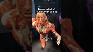 Real human body parts displayed in Body Worlds museum ⚠️