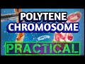 Polytene Chromosomes from Salivary glands | Dissection of Chironomus larvae