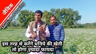 जैविक और कतार विधि से धनिये की खेती | Coriander Farming with Line Sowing Method