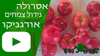 אסרולה – אצרולה