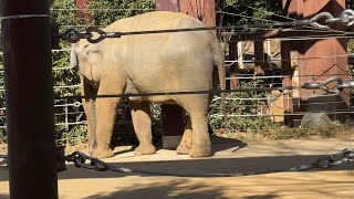 すれ違う親子…【‎2025年‎2月19日】【上野動物園】アジアゾウ