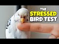 How to Check if your Bird is Stressed