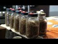 how to make grain spawn for growing mushrooms