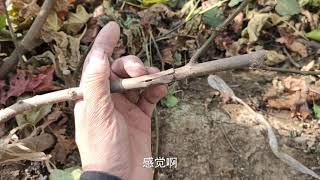 哪种嫁接方式才最好？历经8个月4种方式嫁接的无花果都完美成活。