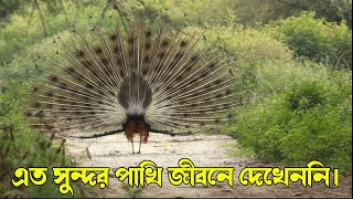 অসম্ভব সুন্দর ১০ টি পাখি দেখলেই চোখ জুড়িয়ে যায়। Top 10 impossibly beautiful birds.