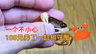 养蟹日记  |  海鲜市场108元买的相手蟹，可以在家养！｜沉浸式养殖｜水族箱｜鱼缸｜养鱼｜龙虾｜养殖｜海洋生物｜动物｜宠物｜花草植物｜