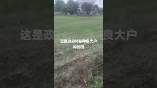 湖南岳阳平江县，这是政府补贴种良大户种的田