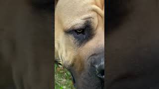 Black Boerboel vs Boerboelpuppy.com