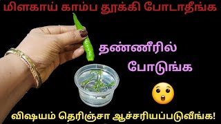 பச்சை மிளகாய் காம்பை தண்ணியில போட்டு பாருங்க/#kitchentips#@rangoliandcraftinfo3422