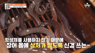 100% 수작업! 성장 속도가 다른 장어들을 일일이 선별하는 갑부 | 서민갑부 396 회