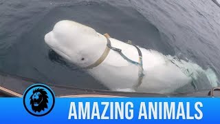 Is This Beluga Whale a Russian Spy?