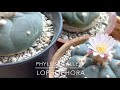 銀冠玉 lophophora fricii u0026 烏羽玉 lophophora williamsii