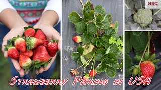 Strawberry Picking In Florida | ஸ்ட்ராபெர்ரி தோட்டம் USA | Tamil Vlog | Farm