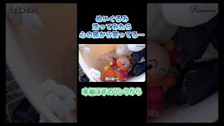 【ぬいぐるみの洗い方】子供の人形洗ってみたら心の底から笑ってる…🧸#shorts #ぬいぐるみ #切り抜き #洗濯 #つけ置き