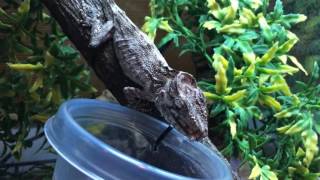 Chamaeleolis barbatus feeding.