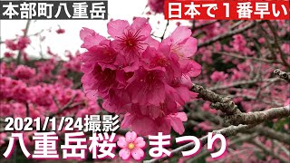 八重岳桜まつり/日本一早咲き！　2021年　1月