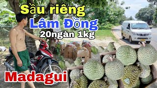 sầu riêng Lâm Đồng 20ngàn 1kg/kí sự camping Trên xe Tải van kenbo Tuấn container