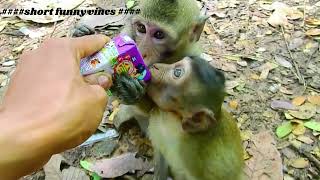 #feeding monkey video #monkey #foryou #animals #thedodo #dodo #saveanimal #Feedingmonkey#MonkeyZone