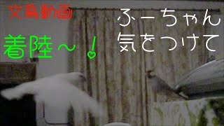 リビングを飛び回る文鳥桜文鳥と白文鳥 スロー動画　文鳥動画