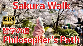 【4K】Sakura Walk 🌸 in Philosopher's Path | 哲学の道 さくらウォーク♪