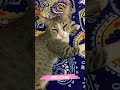 kitten want to sleep now cats shorts short kittenrescue catsleep mycat cutecat cat catvideo