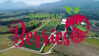 PHC strawberries -  Groeneweide