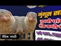 मुंगूस दिसणे शुभ की अशुभ samudrikashastra moneytips astrology