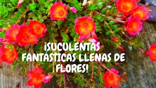 Verdolagas con flores: cuidados básicos en casa | ¡Hermosas suculentas llenas de flores colgantes!