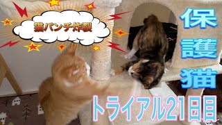 【保護猫・子猫】先住猫と新入り猫の大接近戦(トライアル21日目)