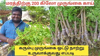 கரும்பு முருங்கை நாற்று போடுவது எப்படி | Karumbu Murungai cultivation