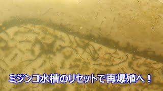 ミジンコ水槽をリセット！再スタートでもう一度爆殖へ！！