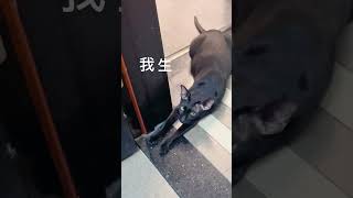 【家有猫三宝】包包這傢伙快成熱狗了#萌宠  #猫 #cat #pets #funny