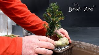 Root Pruning My Catalpa, Dawn Redwood, Yew and Gingko, The Bonsai Zone, Feb 2024