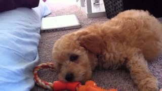 Baby Labradoodles