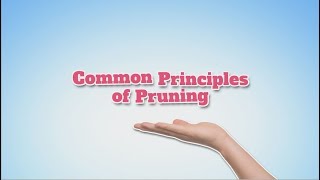 NZ Avocado Principles of Pruning